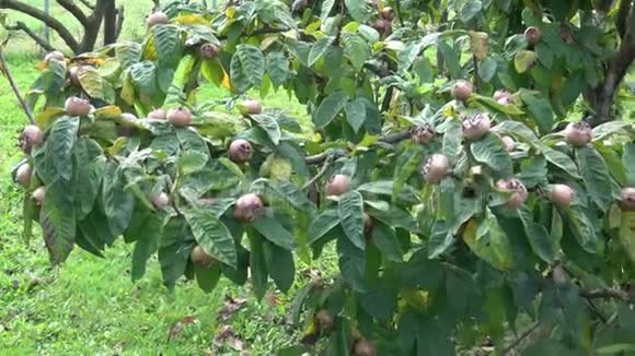 树上长着褐色成熟的果实和绿叶德国梅斯皮勒斯德国克拉塔格斯枸杞米斯皮尔斯视频的预览图