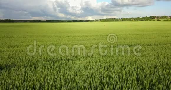 绿色乡村地区的黑麦与行麦田的空中景色绿大麦在风中摇曳的田野大麦场视频的预览图