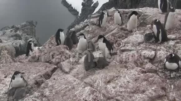 南极岛上的企鹅混合群视频的预览图