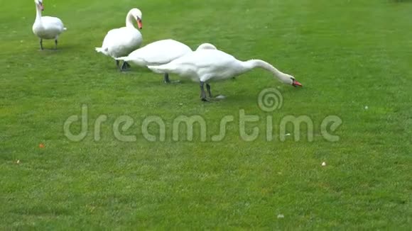 白哑天鹅在绿草上吃草视频的预览图