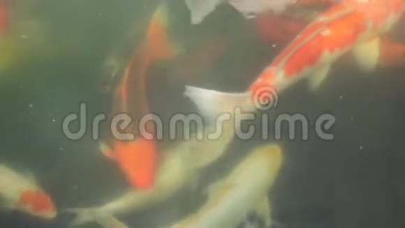 在东南亚一个天然浑浊的湖泊中一群五颜六色的日本锦鲤鱼在头顶上拍摄的高清镜头视频的预览图