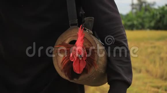 泰国人拿着他那只驯服的斗鸡带着一个特制的竹包走进灌木丛中可能会打架和抓住威尔视频的预览图