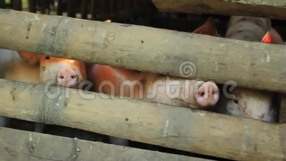 在泰国北部的一个小农场里小可爱脏兮兮的小猪把它们的鼻子推出来等待食物视频的预览图
