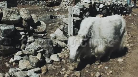 喜马拉雅山小屋附近的白牦牛视频的预览图