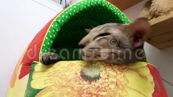 特写可爱的暹罗猫在办公室视频的预览图