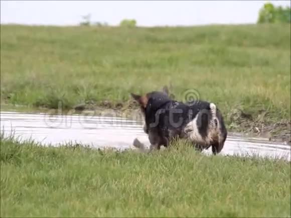 狗在泥泞的水里玩耍视频的预览图