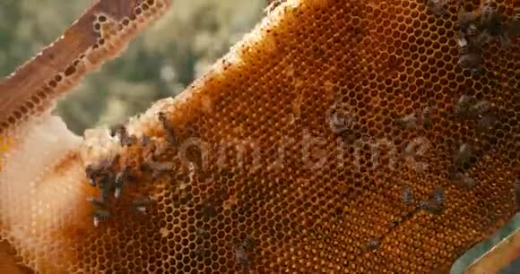 戴着帽子面纱的老养蜂人的特写肖像用蜜蜂在木架上举着蜜蜂检查蜂巢视频的预览图