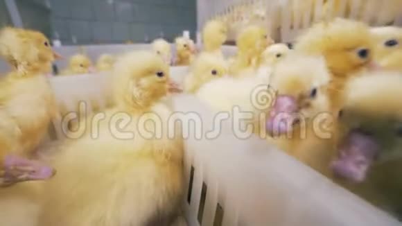 鸡场农业理念小鸭子们忙得团团转视频的预览图