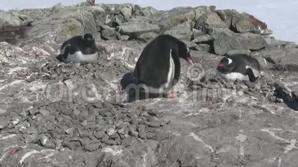 GentooPenguin雄性将石头从另一个巢转移到自己的巢中雌性则坐在其中视频的预览图