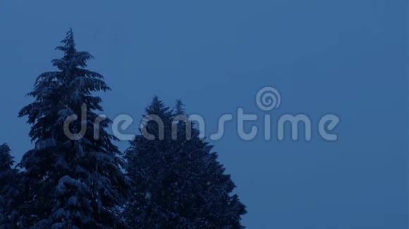 傍晚森林树木上的雪瀑布视频的预览图