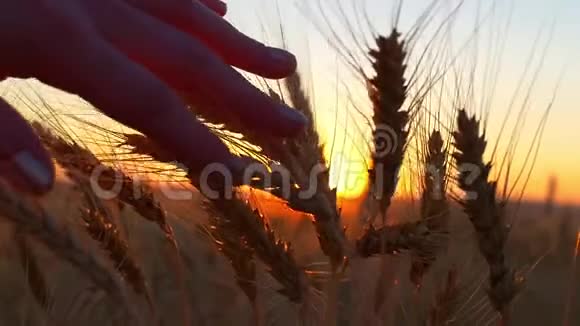 一个女人手在夕阳下抚摸小麦一个女人手和麦穗慢动作特写视频的预览图