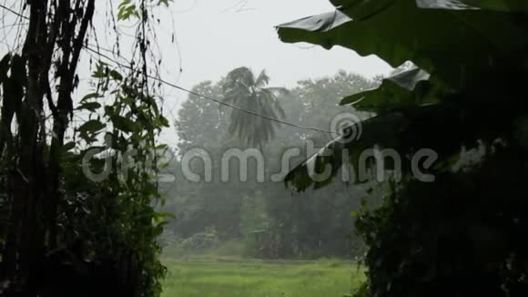 季候风期间泰国北部东南亚热带暴雨的风中树木被淋透和吹动视频的预览图