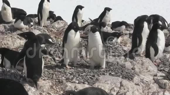 南极小岛岩石上的一群阿黛丽企鹅视频的预览图