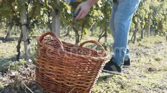 农夫从葡萄园的一棵树上摘红葡萄放进柳条筐子里视频的预览图