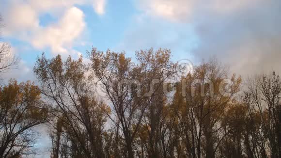 在秋天的公园里高大的树黄叶蓝天白云视频的预览图