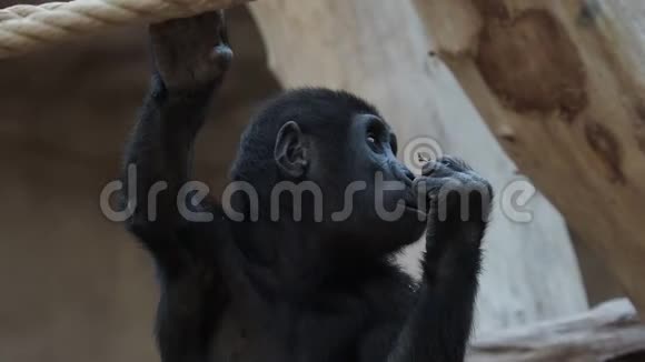 森林瀑布可爱的西部大猩猩宝宝大猩猩濒危动物视频的预览图