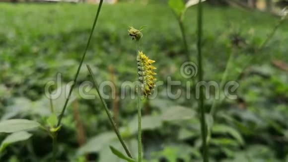 黄毛虫带着黑刺走在植物的茎上视频的预览图