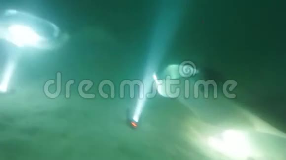 在马尔代夫夜间跳舞的暗礁蝠视频的预览图