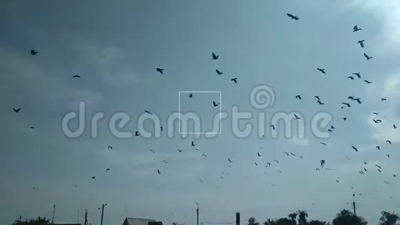 乌鸦鸟飞在天空复古风格的手机射击视频的预览图