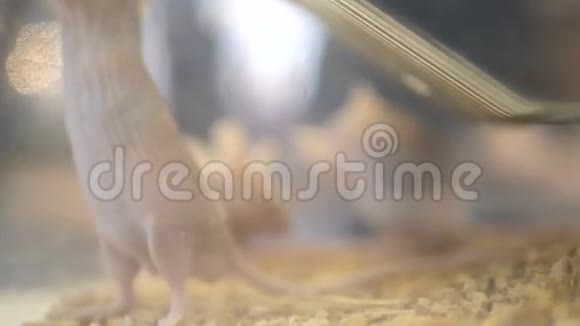 水族馆里的一大群宠物白鼠医学研究科学家检查实验室小鼠和组织外观视频的预览图