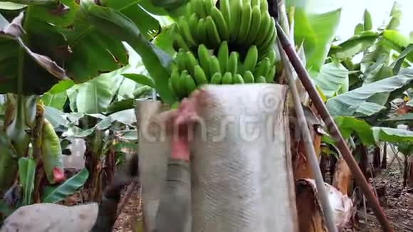 香蕉种植园的香蕉收成香蕉收获期间的工人视频的预览图