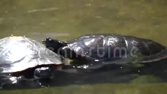 两只海龟在水里视频的预览图