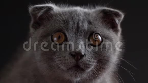 英国苏格兰折叠猫特写肖像视频的预览图