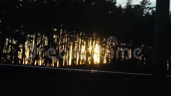 森林里温暖的夕阳视频的预览图