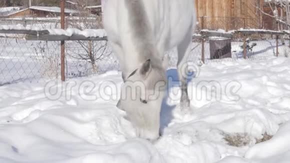 白马在雪地里得到食物雪覆盖村庄的冬季景观慢动作视频的预览图