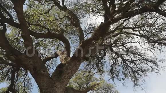 阳光透过一棵大树的树枝照耀着视频的预览图