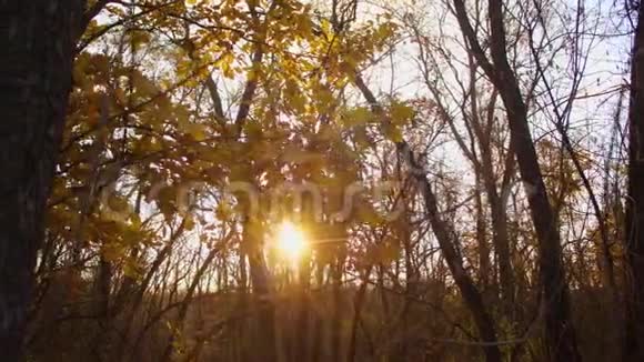 黄橡树的叶子在阳光下摆动在树枝上秋天的森林被阳光照亮视频的预览图
