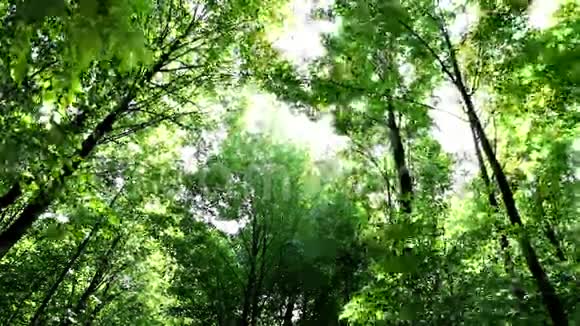 春天的森林视频的预览图