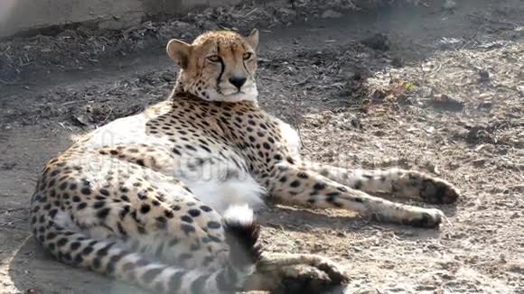 豹在阳光下休息视频的预览图