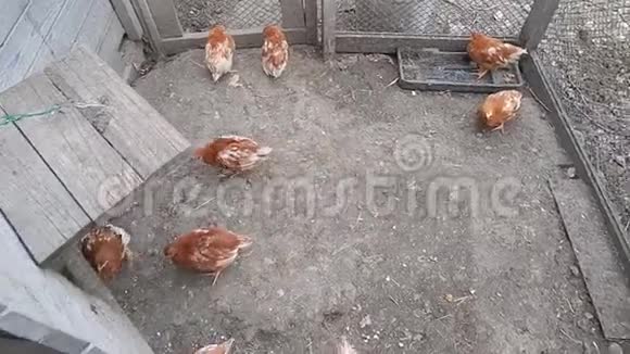 小鸡们在农场上奔跑视频的预览图