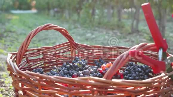 一串葡萄落在成熟的葡萄篮里视频的预览图