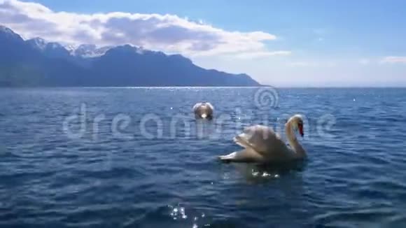 在瑞士阿尔卑斯山的背景下在清澈的山湖中有巨大的白天鹅泳视频的预览图