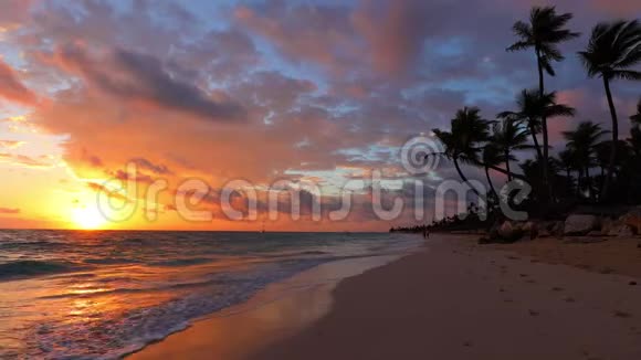 热带海滩的天堂景观棕榈树和金色日出多米尼加共和国视频的预览图