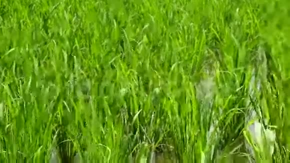 巴厘岛的多利稻田视频的预览图