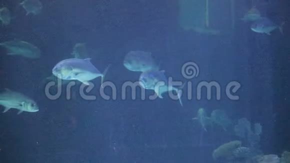 水下淡蓝色的鱼视频的预览图