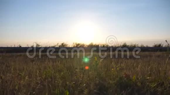 温暖的夏日阳光透过高速公路附近的野草照耀日落时分把草地上的花收起来视频的预览图