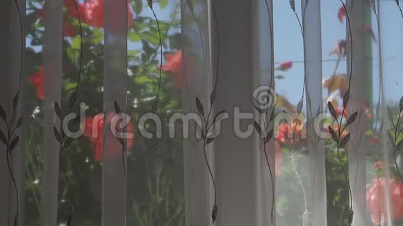 窗外的粉红色玫瑰窗帘遮住了视频的预览图