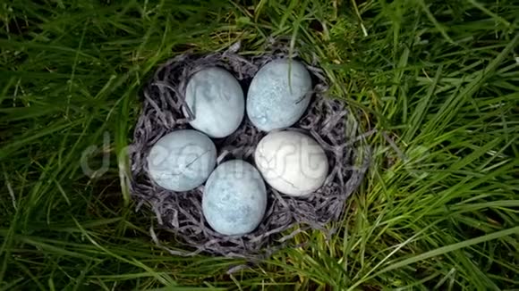 五个蓝色的鸡蛋涂在茶芙蓉里放在草地上的碟子里的干草里俯视视频的预览图