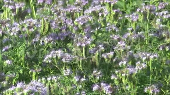 作为饲料绿色肥料和蜜蜂植物种植的蓝坦西或莱西法塞利亚坦塞蒂菲林作物视频的预览图