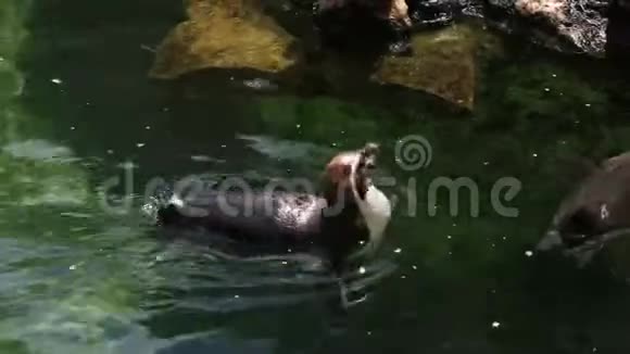 洪堡企鹅游泳和清洁视频的预览图