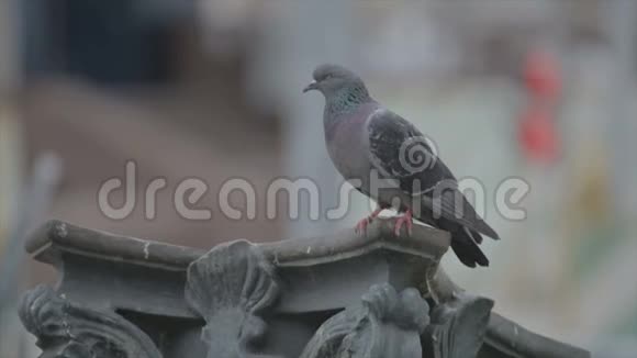 一只孤独的鸽子坐在壁柱上视频的预览图