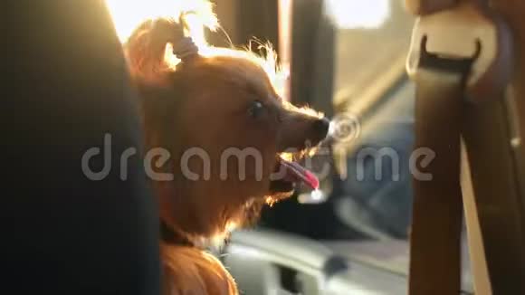 在阳光明媚的日子里一只滑稽的狗约克郡猎犬在享受着驾驶的乐趣视频的预览图