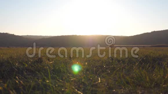 两个骑摩托车的人穿过大片田野背景是美丽的日落温暖的夏日阳光照亮绿色视频的预览图