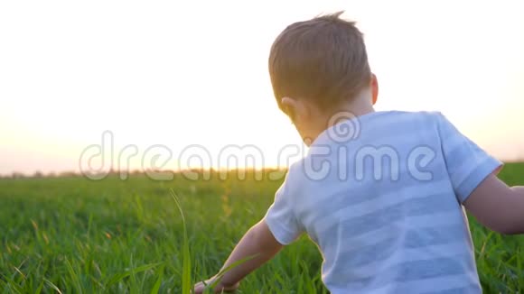 孩子们在夏天的田野里散步在阳光下触摸早晨的青草视频的预览图