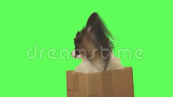 纸板箱里的漂亮狗狗帕皮隆在绿色背景的股票录像中四处张望视频的预览图