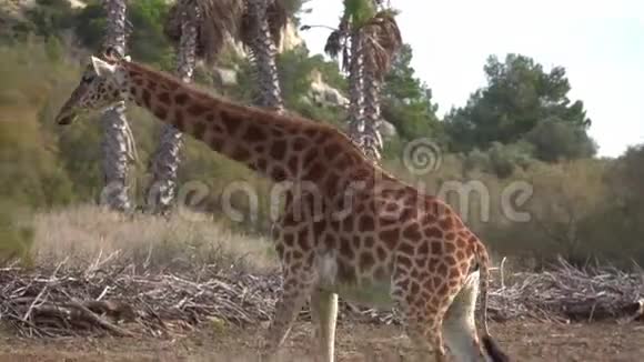 长颈鹿吃地上的干草视频的预览图